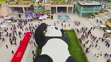 爱拍照的熊猫黑猫就是这么好看视频的预览图